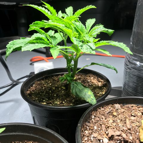 (Orig) White Widow growlog timeline photo
