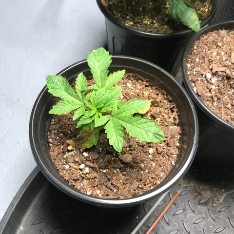 (Orig) White Widow growlog timeline photo
