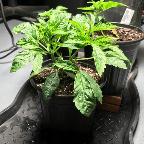 (Orig) White Widow growlog timeline photo