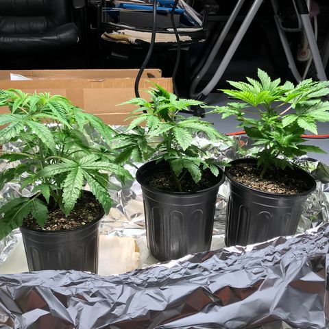 (Orig) White Widow growlog timeline photo