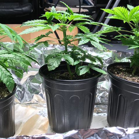 (Orig) White Widow growlog timeline photo