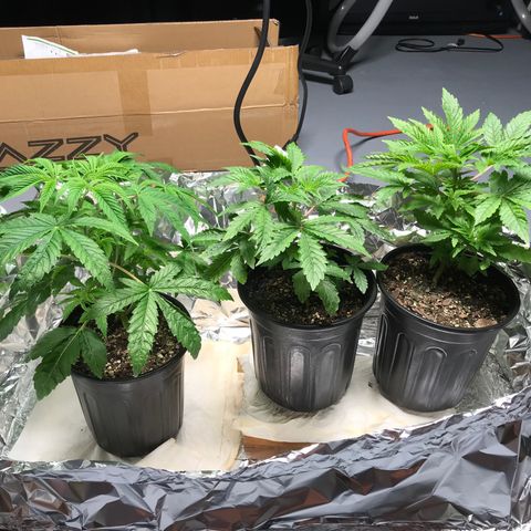 (Orig) White Widow growlog timeline photo