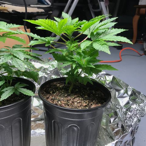 (Orig) White Widow growlog timeline photo