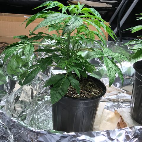 (Orig) White Widow growlog timeline photo