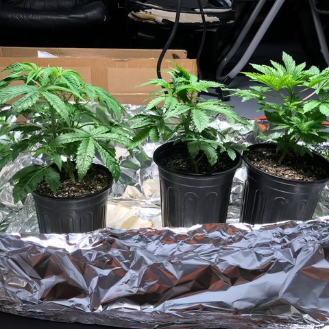 (Orig) White Widow growlog timeline photo