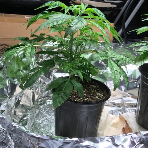 (Orig) White Widow growlog timeline photo