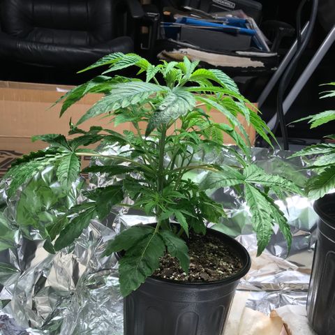 (Orig) White Widow growlog timeline photo