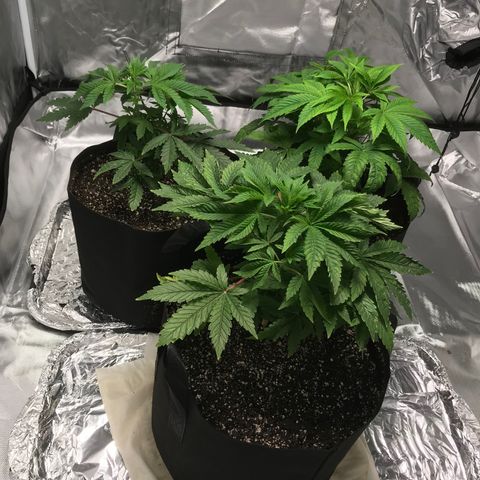 (Orig) White Widow growlog timeline photo