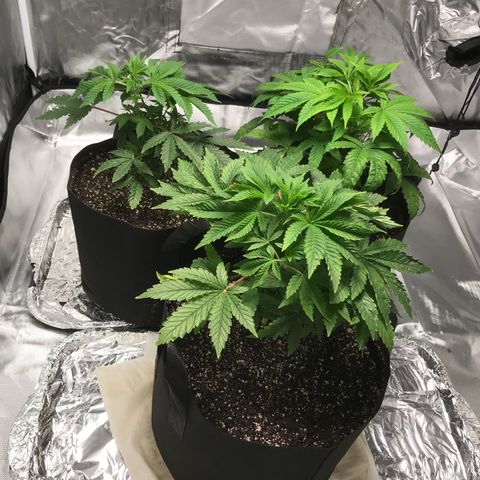 (Orig) White Widow growlog timeline photo