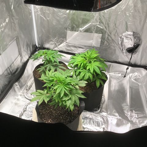 (Orig) White Widow growlog timeline photo