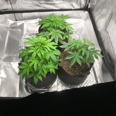 (Orig) White Widow growlog timeline photo