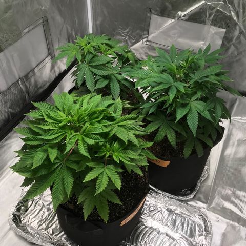 (Orig) White Widow growlog timeline photo