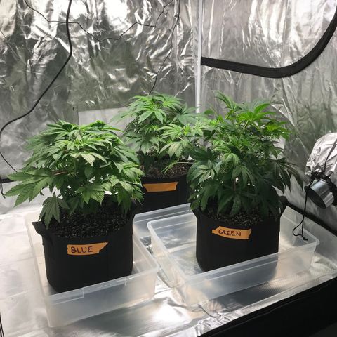 (Orig) White Widow growlog timeline photo