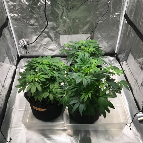 (Orig) White Widow growlog timeline photo
