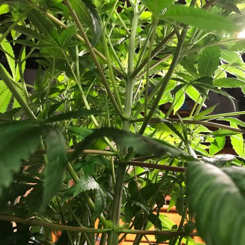 (Orig) White Widow growlog timeline photo