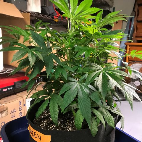 (Orig) White Widow growlog timeline photo