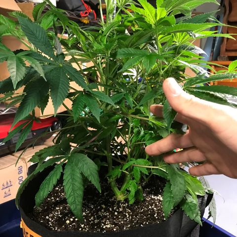 (Orig) White Widow growlog timeline photo