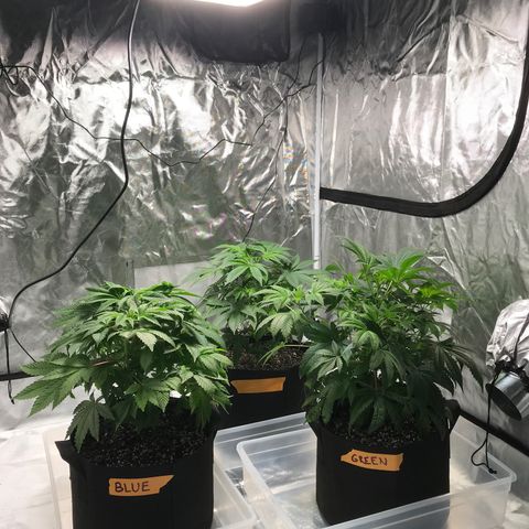 (Orig) White Widow growlog timeline photo