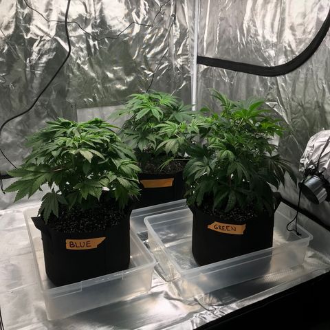 (Orig) White Widow growlog timeline photo