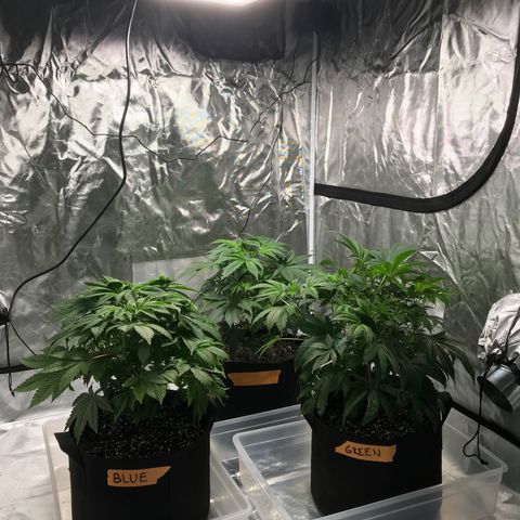 (Orig) White Widow growlog timeline photo