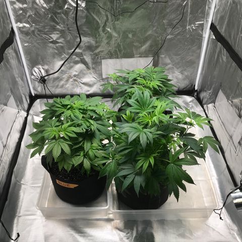 (Orig) White Widow growlog timeline photo