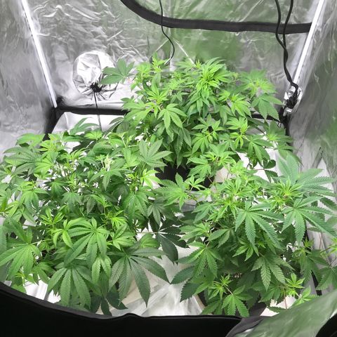 (Orig) White Widow growlog timeline photo