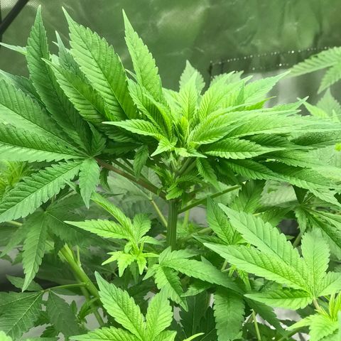 (Orig) White Widow growlog timeline photo