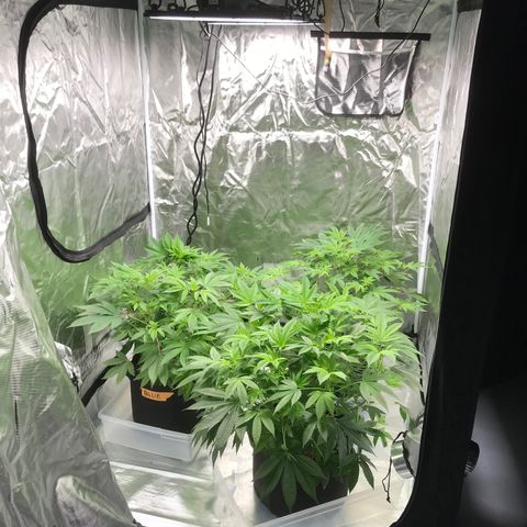 (Orig) White Widow growlog timeline photo