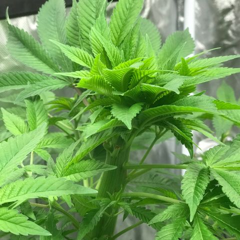 (Orig) White Widow growlog timeline photo