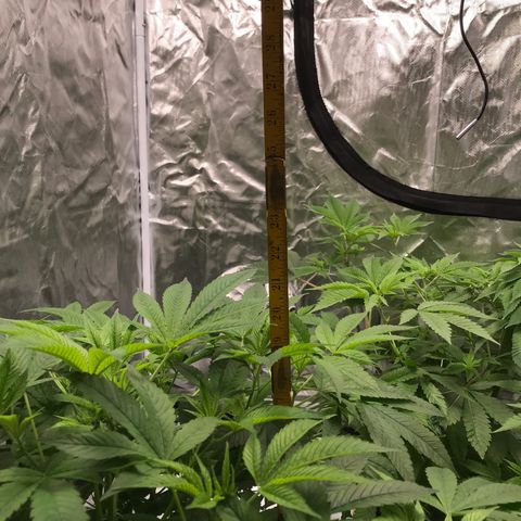 (Orig) White Widow growlog timeline photo