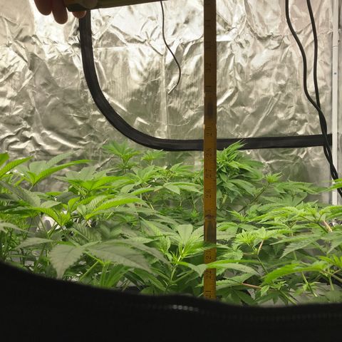 (Orig) White Widow growlog photo: 27