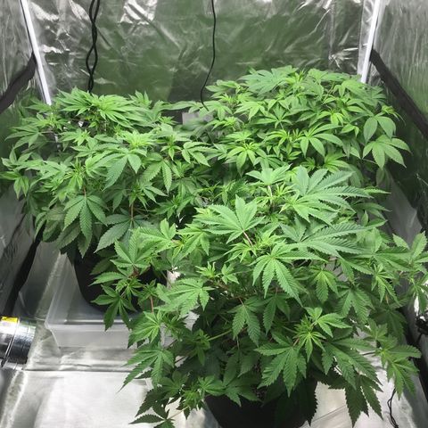(Orig) White Widow growlog timeline photo