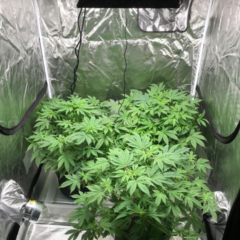 (Orig) White Widow growlog timeline photo