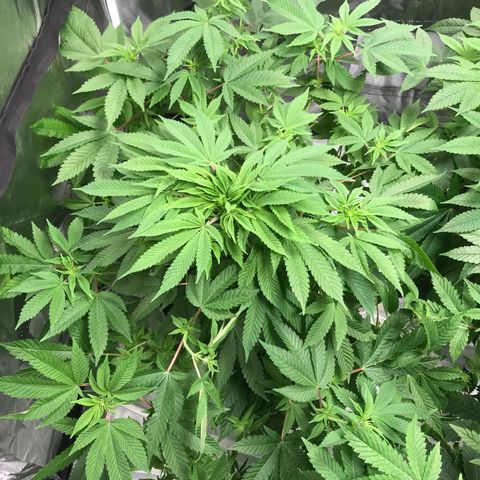 (Orig) White Widow growlog timeline photo