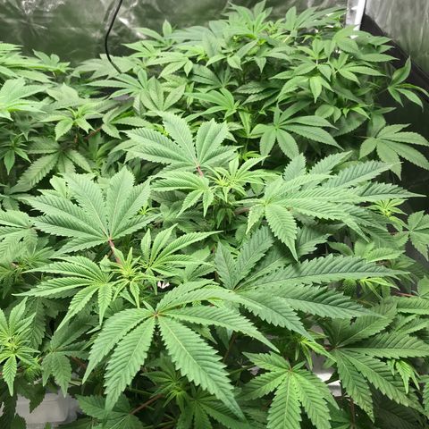 (Orig) White Widow growlog timeline photo