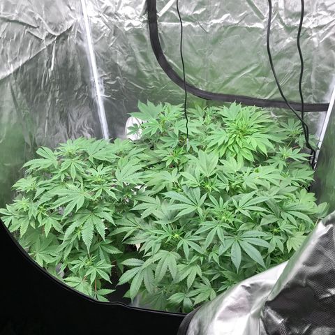 (Orig) White Widow growlog timeline photo