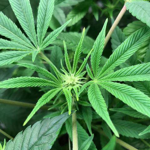 (Orig) White Widow growlog timeline photo