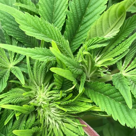 (Orig) White Widow growlog timeline photo
