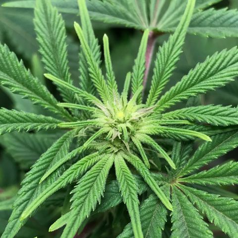 (Orig) White Widow growlog timeline photo