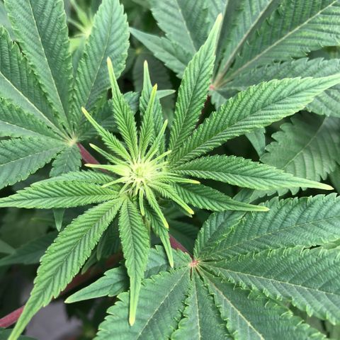 (Orig) White Widow growlog timeline photo