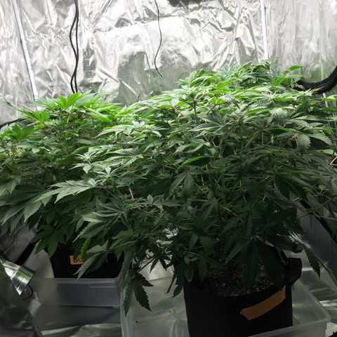 (Orig) White Widow growlog timeline photo