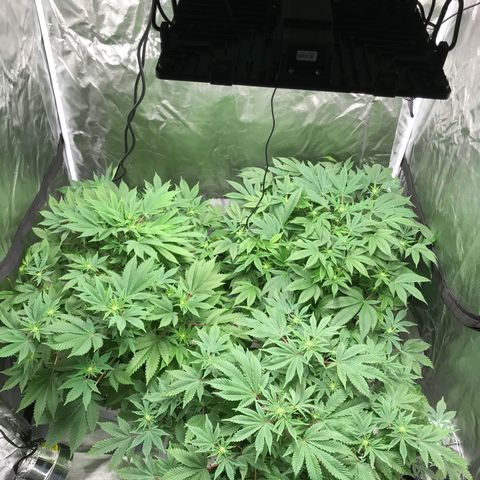 (Orig) White Widow growlog timeline photo