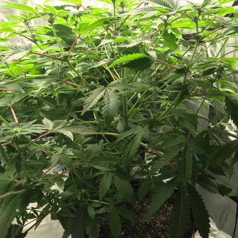 (Orig) White Widow growlog timeline photo