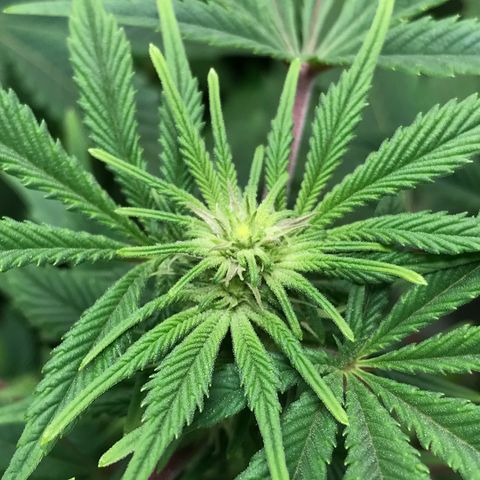 (Orig) White Widow growlog timeline photo