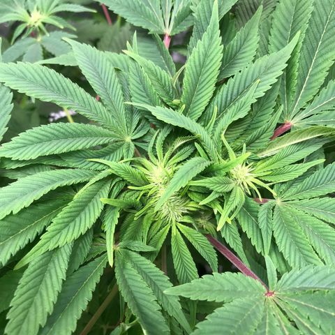 (Orig) White Widow growlog timeline photo