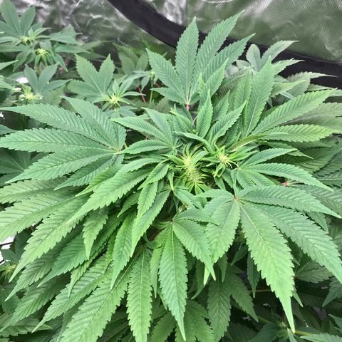 (Orig) White Widow growlog timeline photo