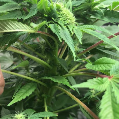 (Orig) White Widow growlog timeline photo