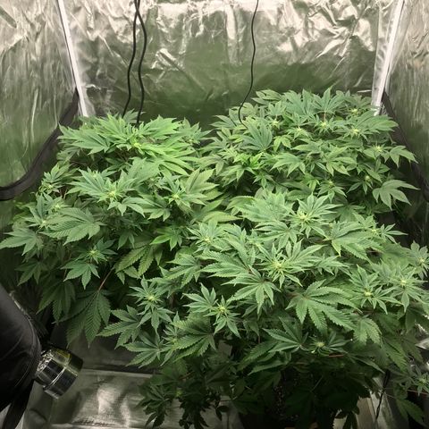 (Orig) White Widow growlog timeline photo