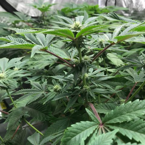 (Orig) White Widow growlog timeline photo
