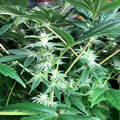 (Orig) White Widow growlog timeline photo